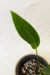 Anthurium sp. 'morona' - comprar online