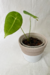 Anthurium 'Sp' Peltado