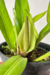 Anthurium truncatum - comprar online