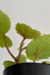 Begonia acida - comprar online