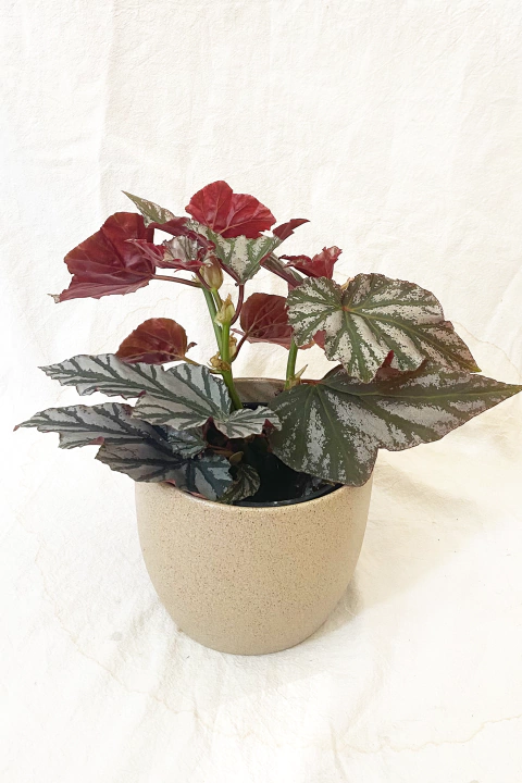 Bêgonia Looking Glass