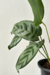 Calathea 'Bella'