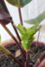 Calathea 'Jade' na internet