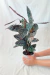 Goeppertia Sanderiana 'Ornata' | Maranta Riscada na internet