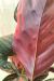 Goeppertia Sanderiana 'Ornata' | Maranta Riscada - Conta Gota