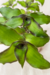 Callisia Congesta Dragon Tail - comprar online