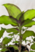 Callisia Congesta Dragon Tail na internet