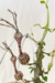 Ceropegia Simonae - comprar online