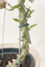 Ceropegia Simonae na internet