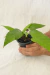 Dorstenia Bahiensis na internet