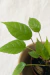 Imagem do Dorstenia Bahiensis