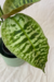 Dracena Goldieana - comprar online