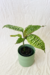 Dracena Goldieana na internet