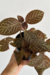 Episcia cupreata