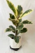 Ficus Elastica Tineke