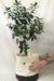 Ficus Ginseng - Conta Gota