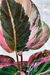 Goeppertia Roseopicta 'eclipse' | Maranta Eclipse - comprar online