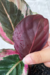 Goeppertia Roseopicta 'eclipse' | Maranta Eclipse na internet