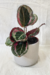 Goeppertia Roseopicta 'eclipse' | Maranta Eclipse