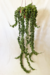 Hoya Compacta