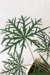 Jatropha Multifida - comprar online