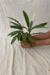 Calathea sp "Cascavel Azul" na internet