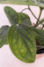 Monstera Peru - comprar online