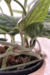 Monstera Peru na internet