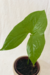 Nephthytis Poissonii - comprar online