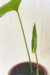 Nephthytis Poissonii na internet
