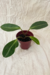 Peperomia Elongata na internet