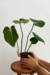 Philodendron Gloriosum na internet