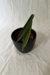 Philodendron madalense - Antigo P. Bernardopazii 'Narrow' - Conta Gota