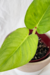 Philodendron Ernestii - comprar online