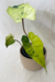 Philodendron Ilsemanii