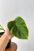 Philodendron pseudoverrucosum - M - comprar online