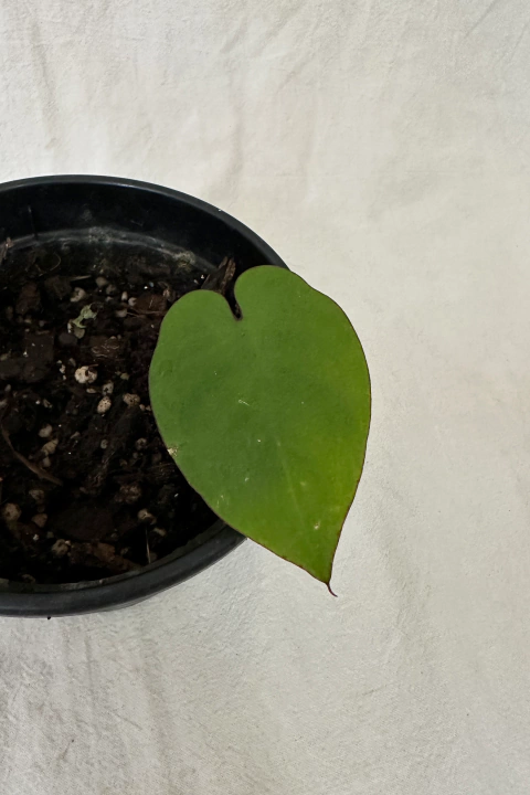 Philodendron recurvifolium