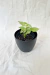 Syngonium ´Milk Confetti´ - comprar online