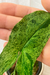 Syngonium Podophyllum 'Mojito' - comprar online