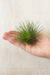 Tillandsia Andreana