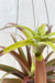 Tillandsia Captata 'Maroon' na internet