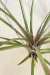 Tillandsia Copalensis - comprar online