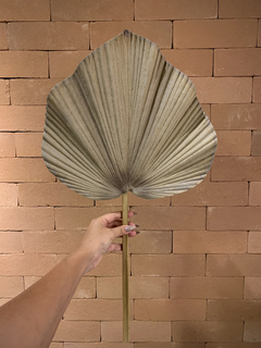 Haste de Latânia Seca Artificial