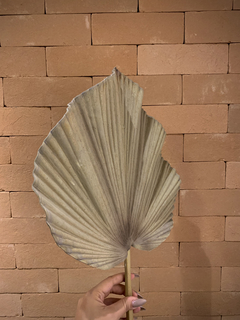 Haste de Latânia Seca Artificial - comprar online