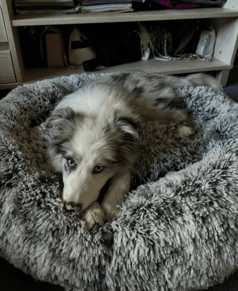 Carrusel Valkipets