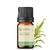 Imagem do Óleo Essencial Artemísia Puro - 5 ML