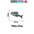Animal Peixe em geral diverso modelos de Blocos de Montar - comprar online