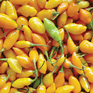 Sementes De Pimenta Fidalga: 10 Sementes