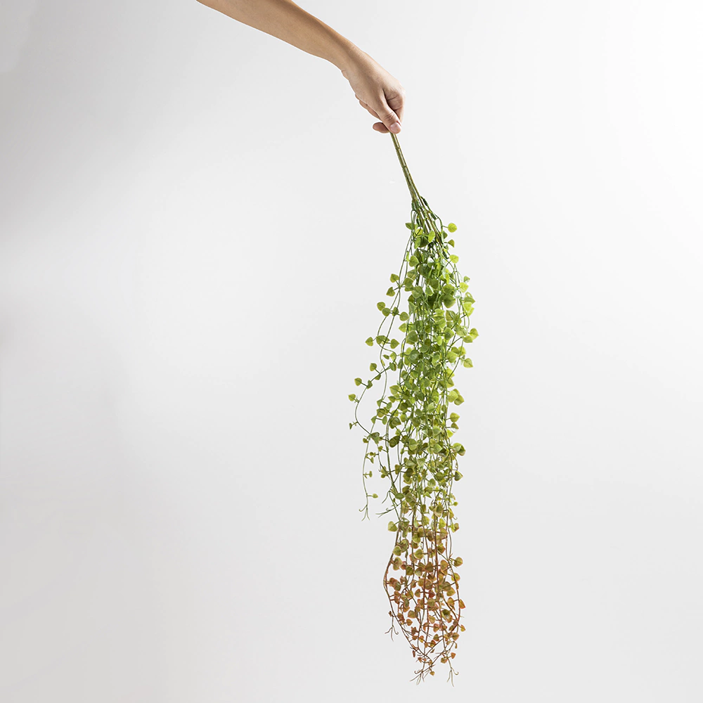 PLANTA COLGANTE SUCULENTA