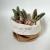 SET X4 ZANAHORIAS CARROT - ALTORANCHO  | Muebles e Iluminación | Diseño interiores 